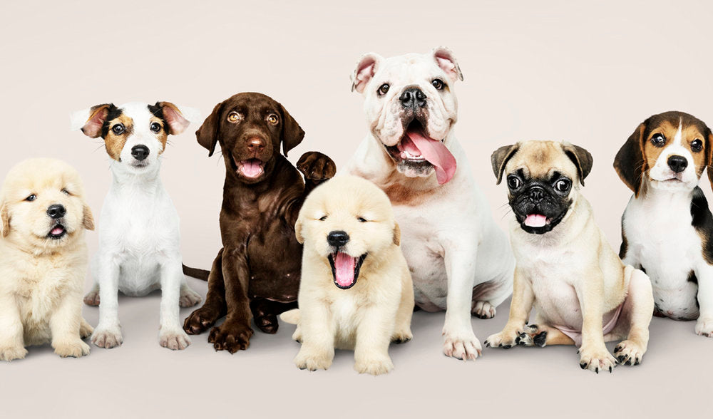 cual raza de perro vive mas cual raza de perro vive mas